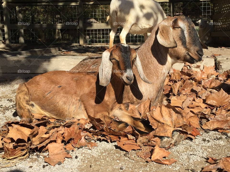 Fall goats