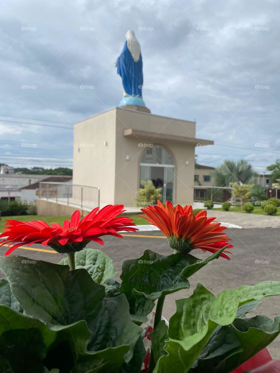 Flores bem vermelhas com folhas saudáveis sendo levadas ao símbolo da santa.