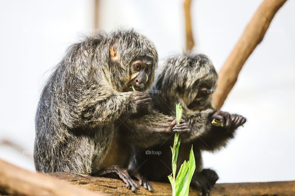 Monkey with Baby Eating