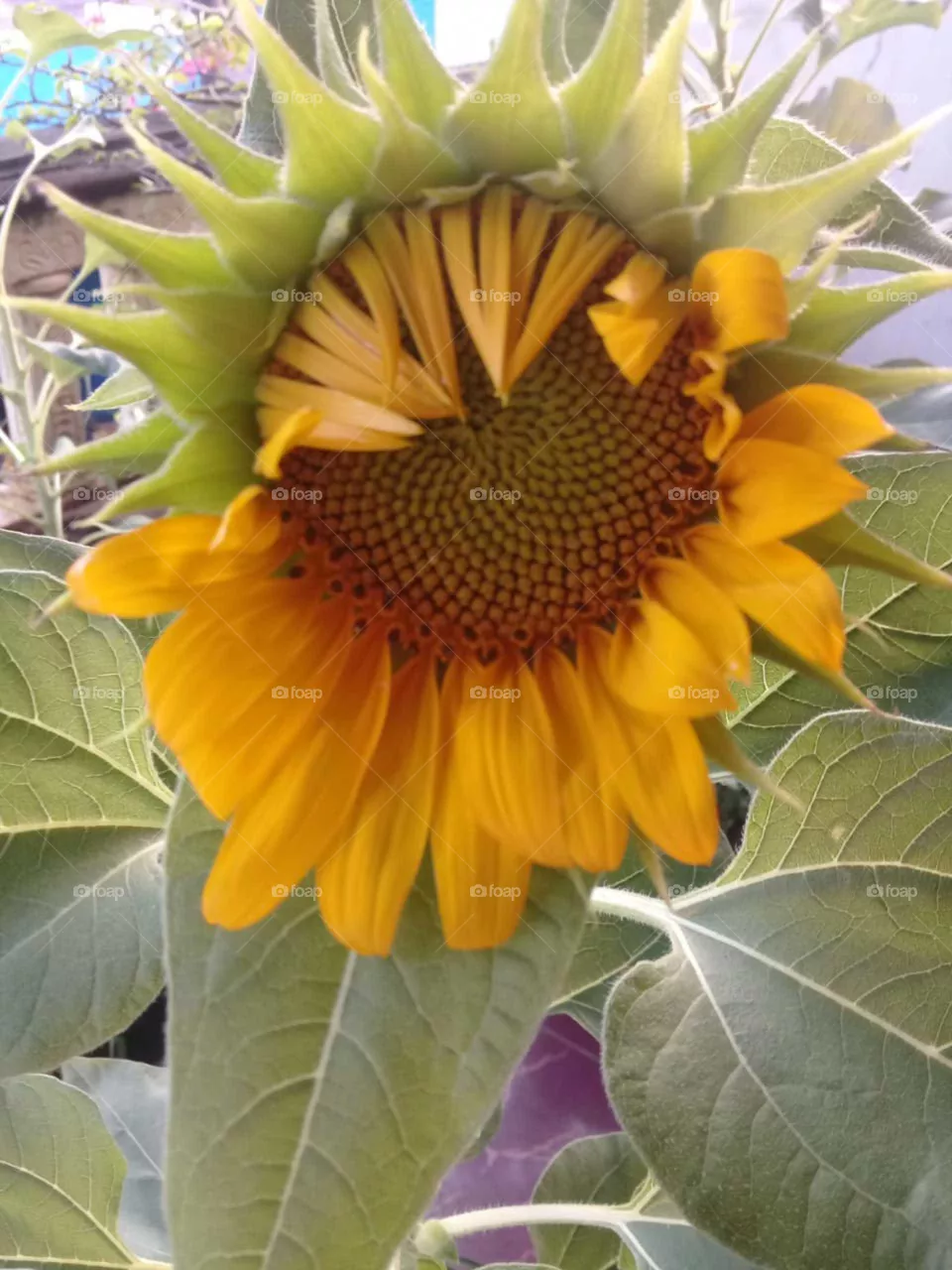 sun flower
