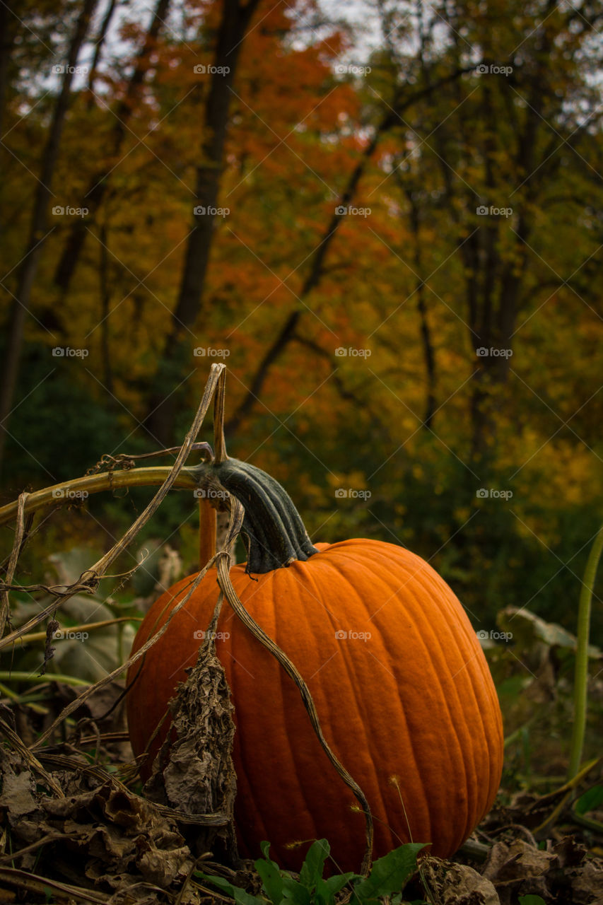 Pumpkin Patch Adventure