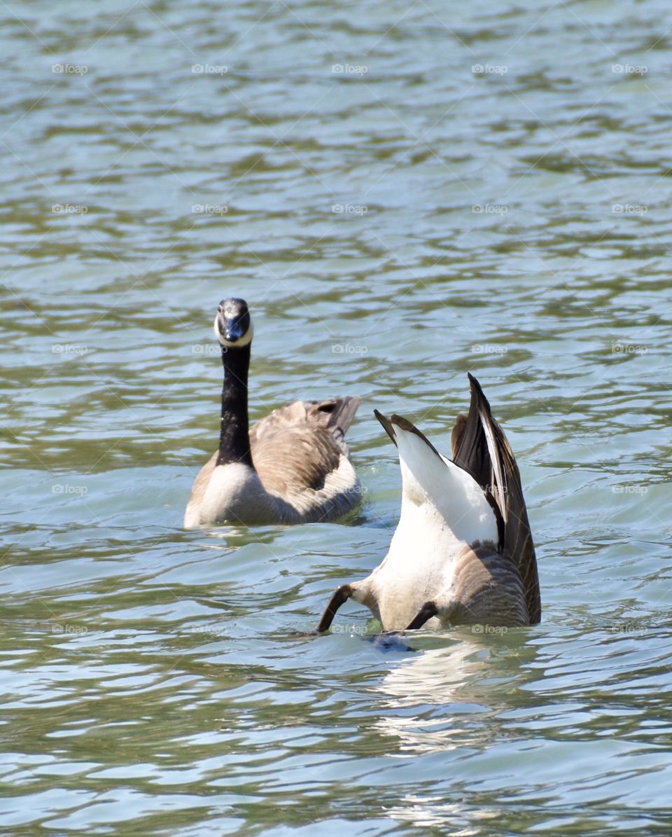 Bottoms up, one goose looking for food under water and one on top of water