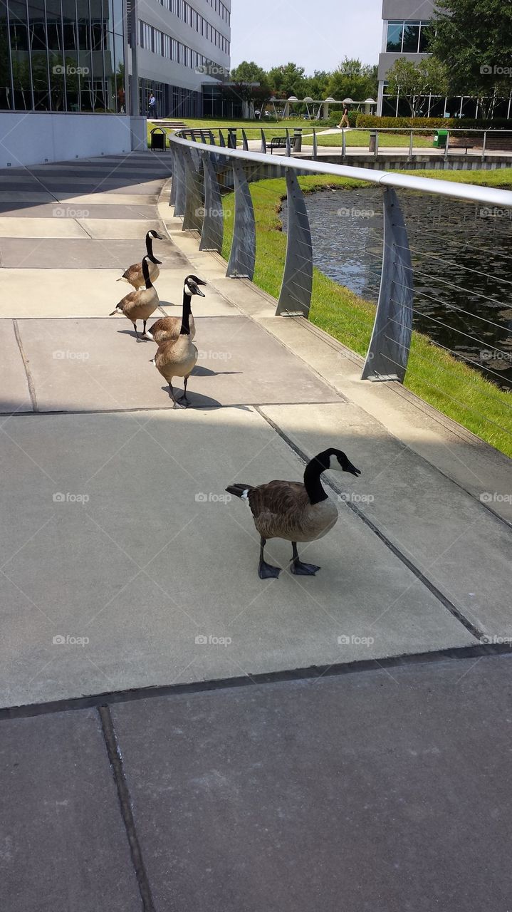 Geese Taking a Stroll