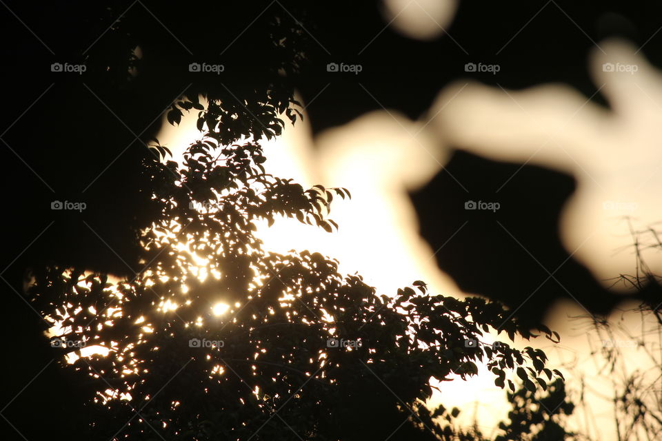 Silhouette Photography! Tree leaves and evening sunlight