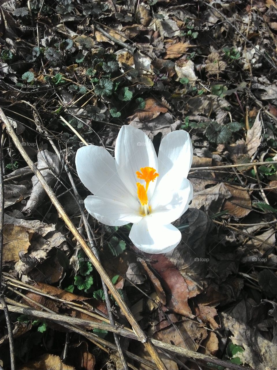 white spring flower