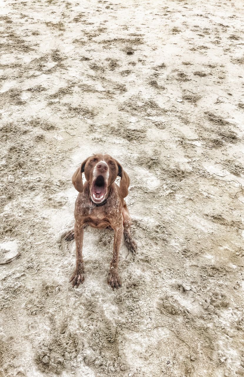 Angry dog barking on the beach