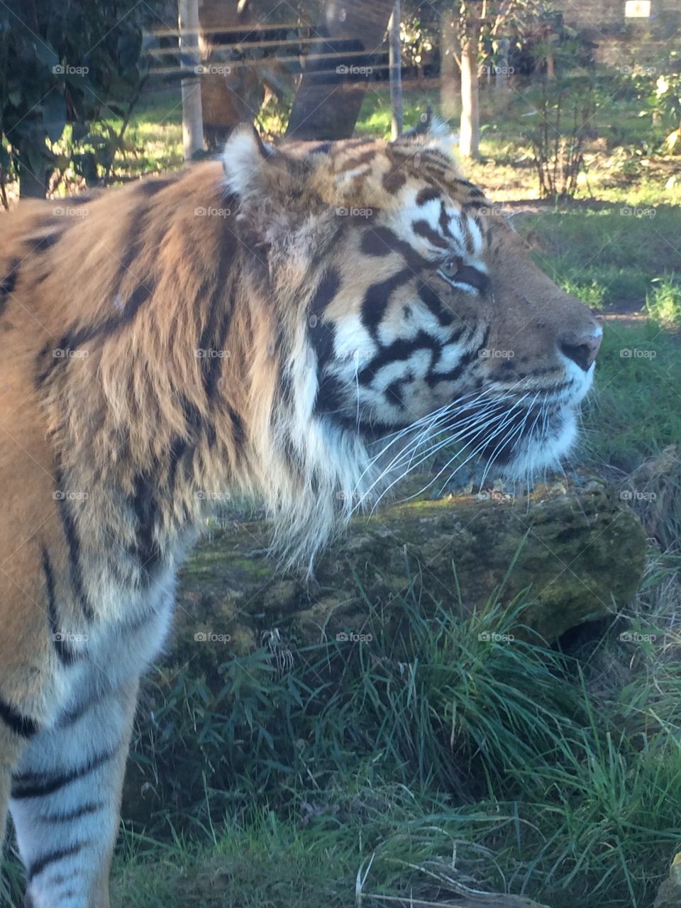 Tiger, London Zoo