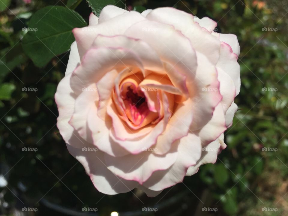 Rosie rose 