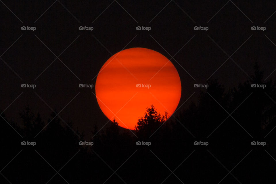 Blood red sun at sunset reaching the tree tops