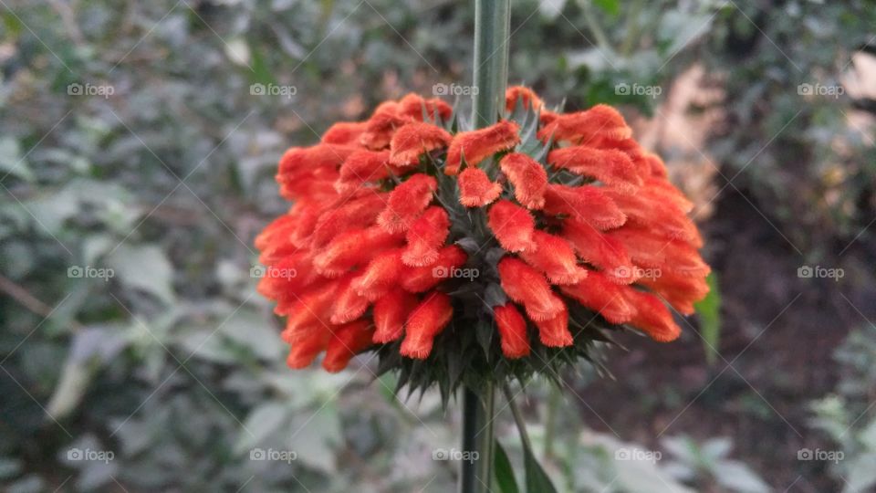 A beautiful flowers in the forest.