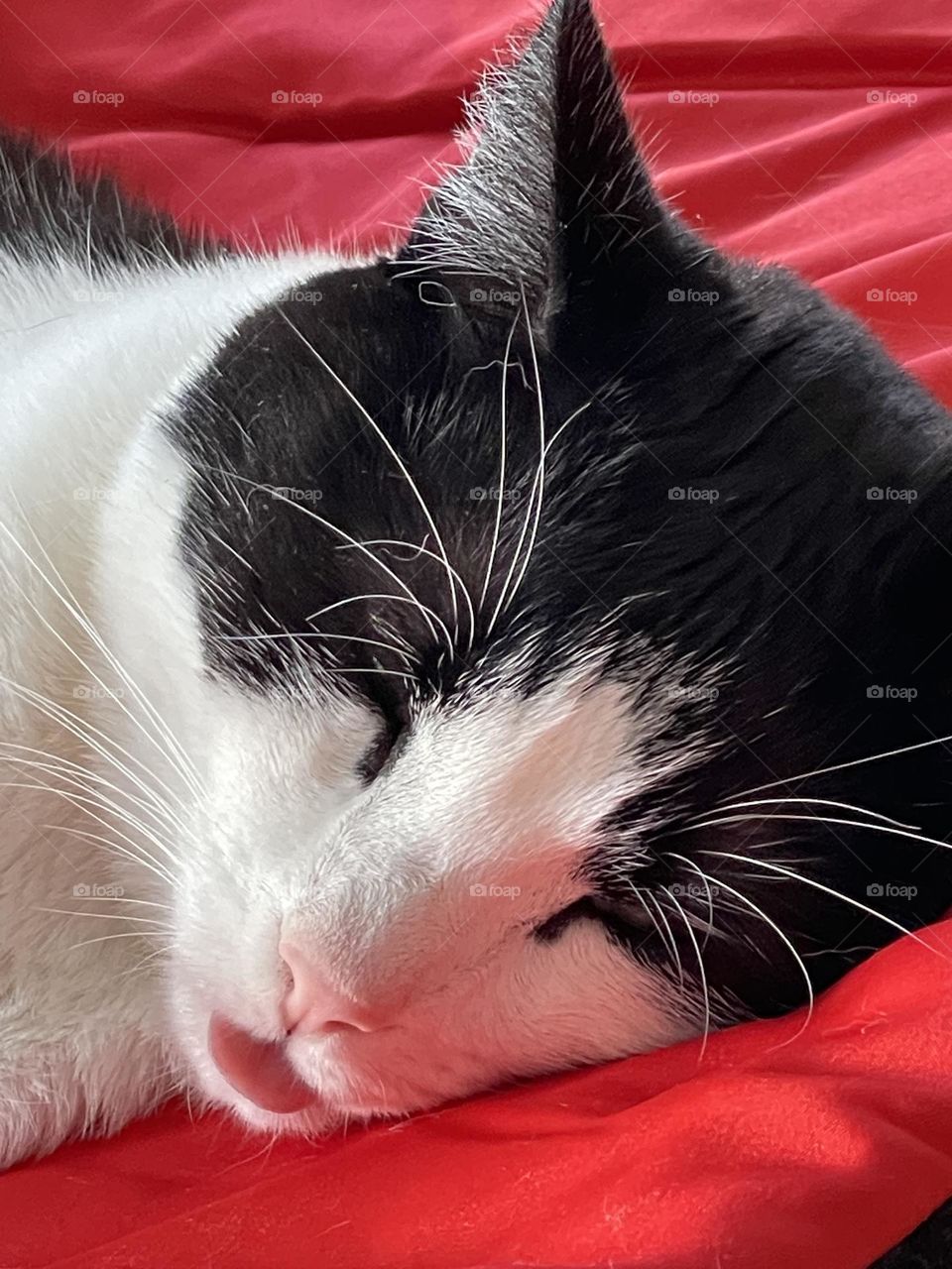 Tuxedo black and white european kitty cat sleeping deeply with tongue out on red blanket 