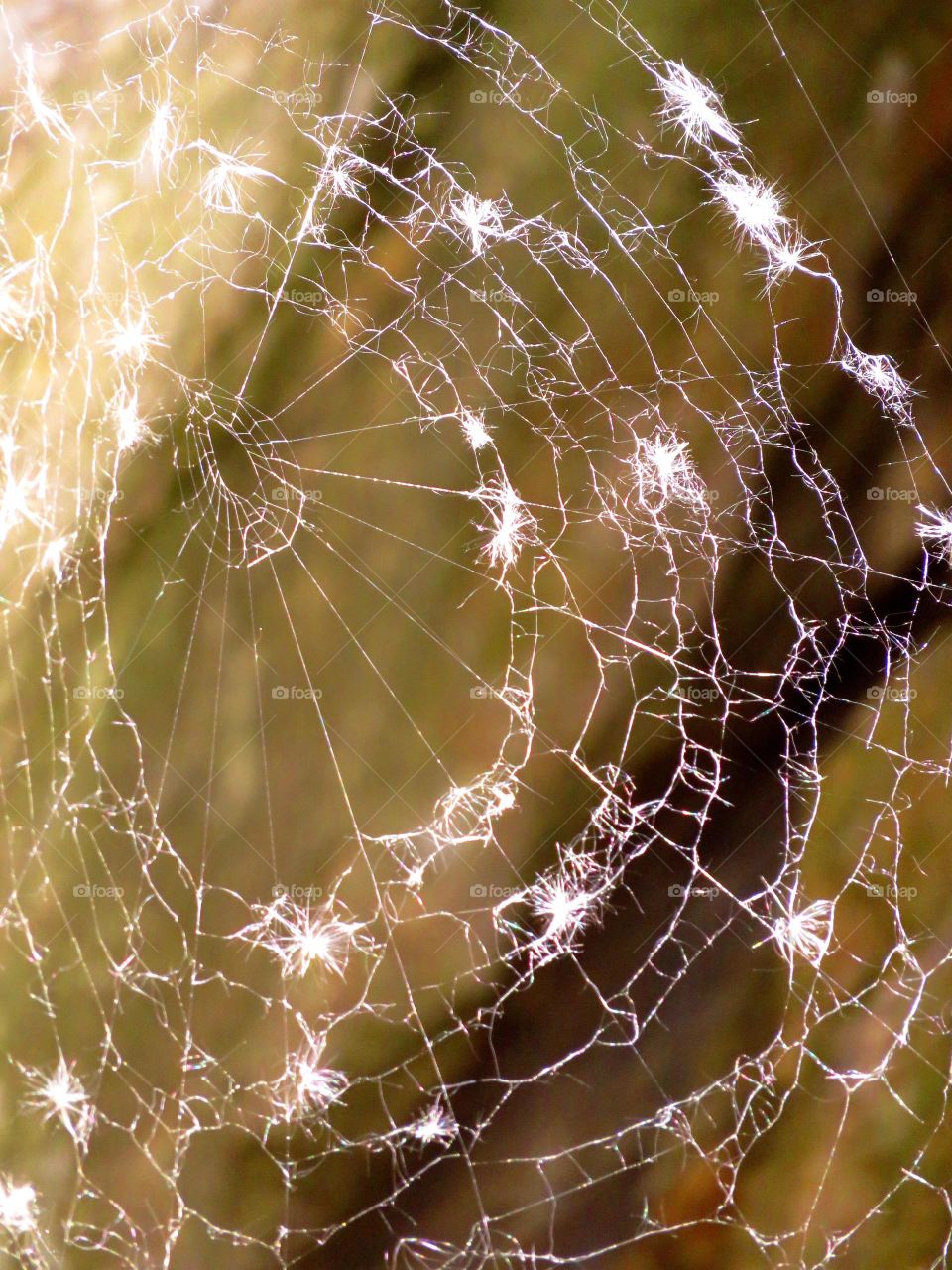 fluffs in cobweb