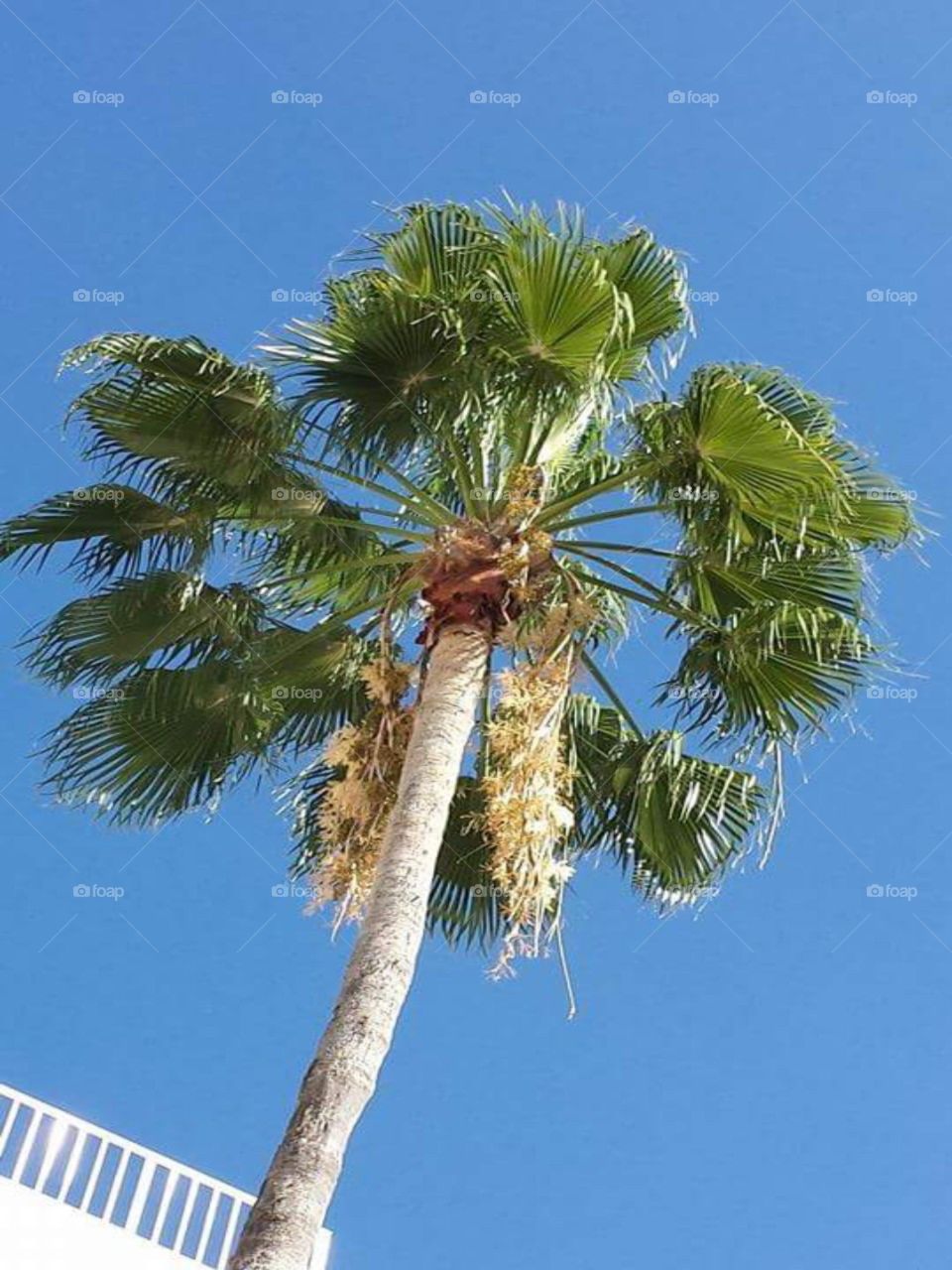 a single palm tree in an ocean blue sky
