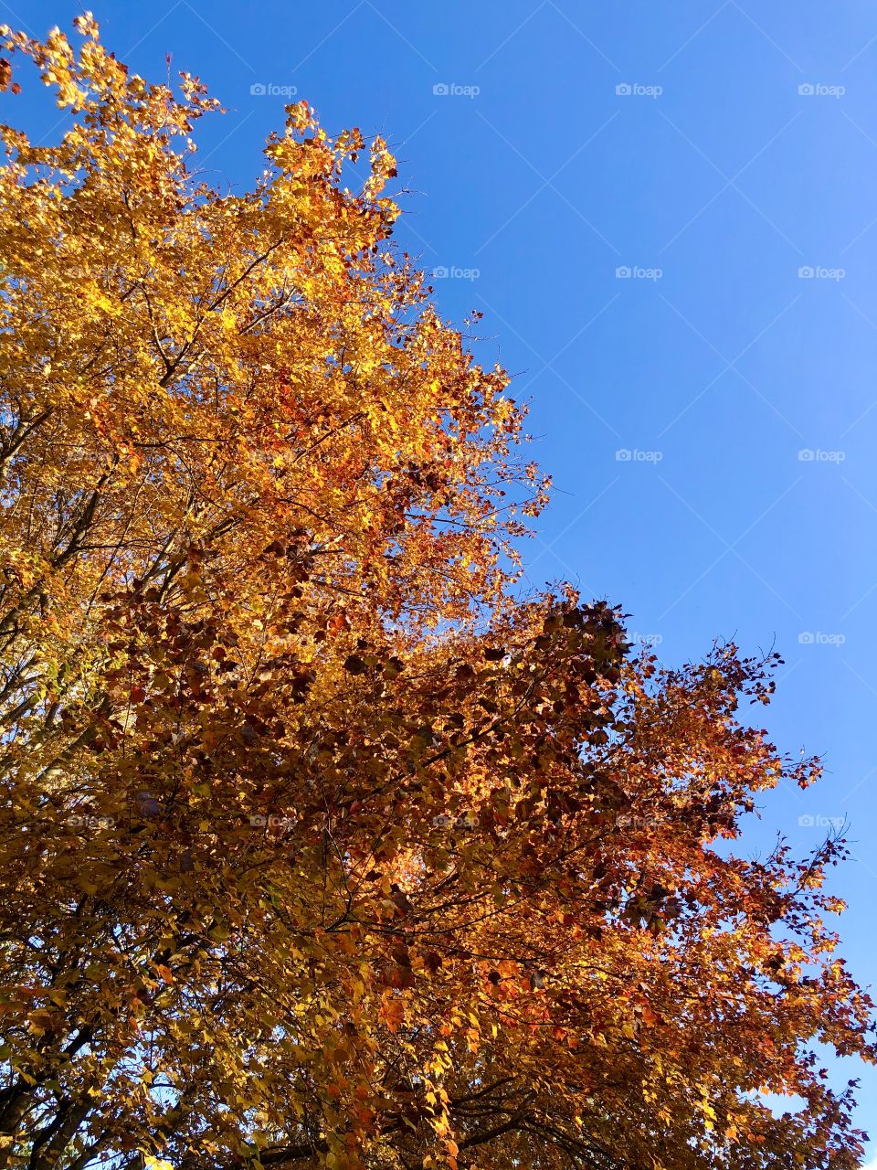 Brilliant autumn foliage against blue sky 