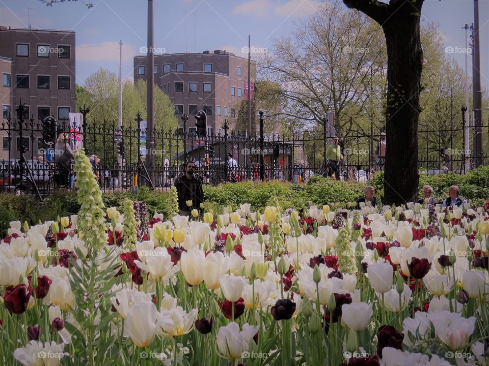 Tulips at Amsterdam 
