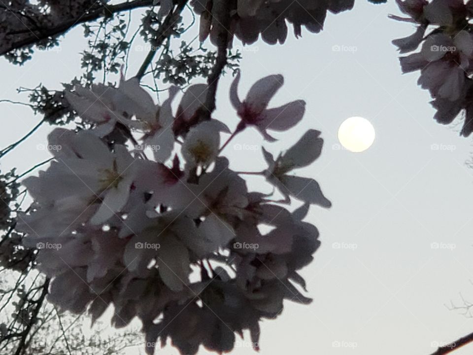 moon and cherry blossoms