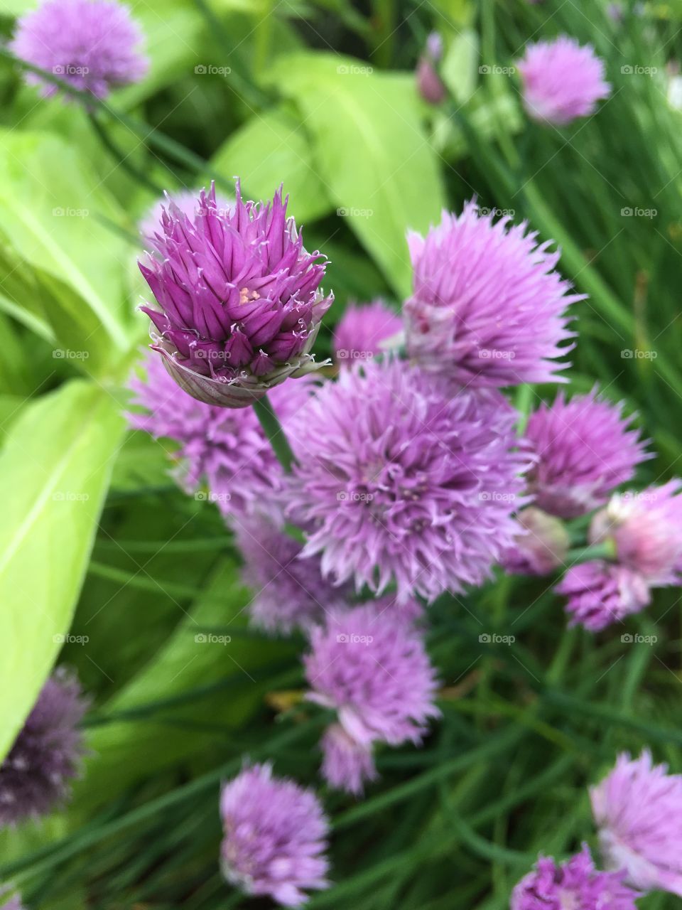 Chive flowers 