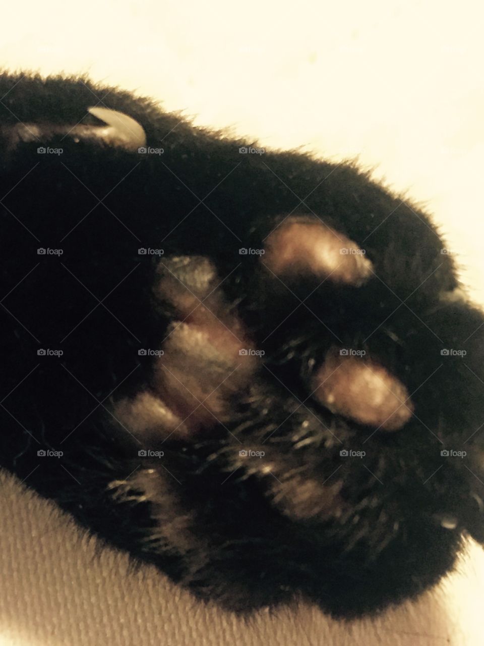 Close up of the bottom of my cat’s paw
