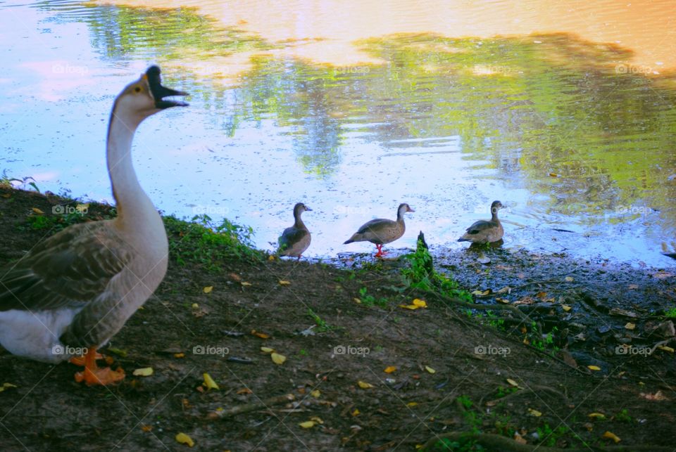 Bird, Duck, Lake, Goose, Water