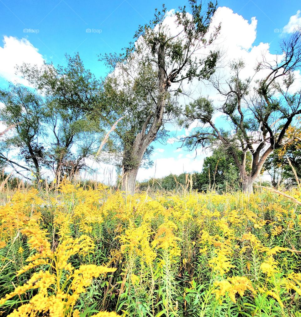 Old trees on the prarie