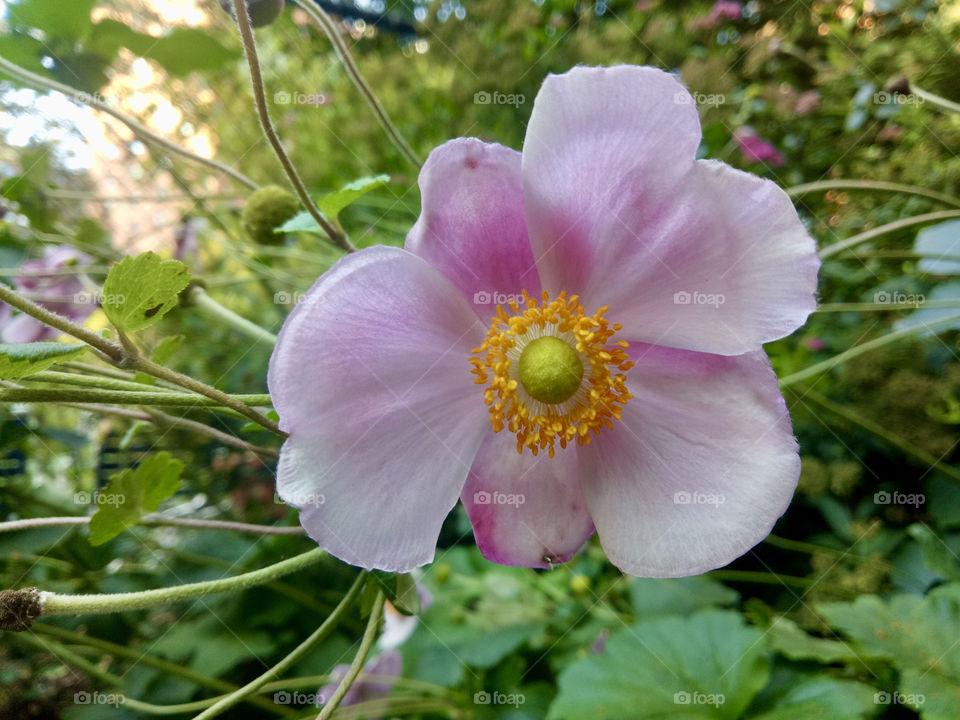 Grape leaf anemone (Eriocapitella vitifolia) is an attractive flower that originated in the Himalayas. It’s also called the grape-leafed windflower.