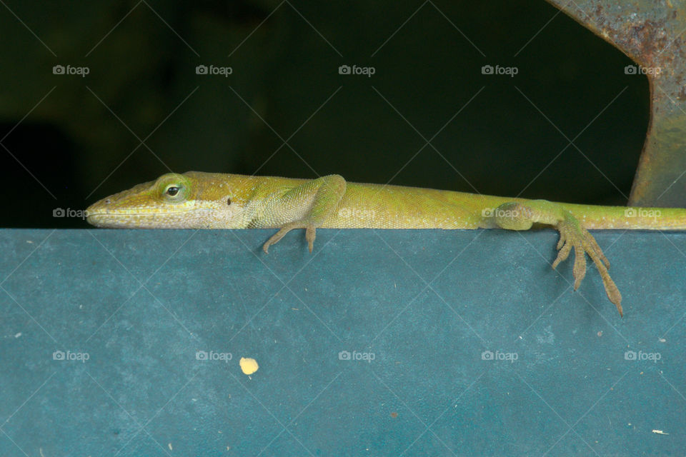 Green Anole Resting on a Ledge