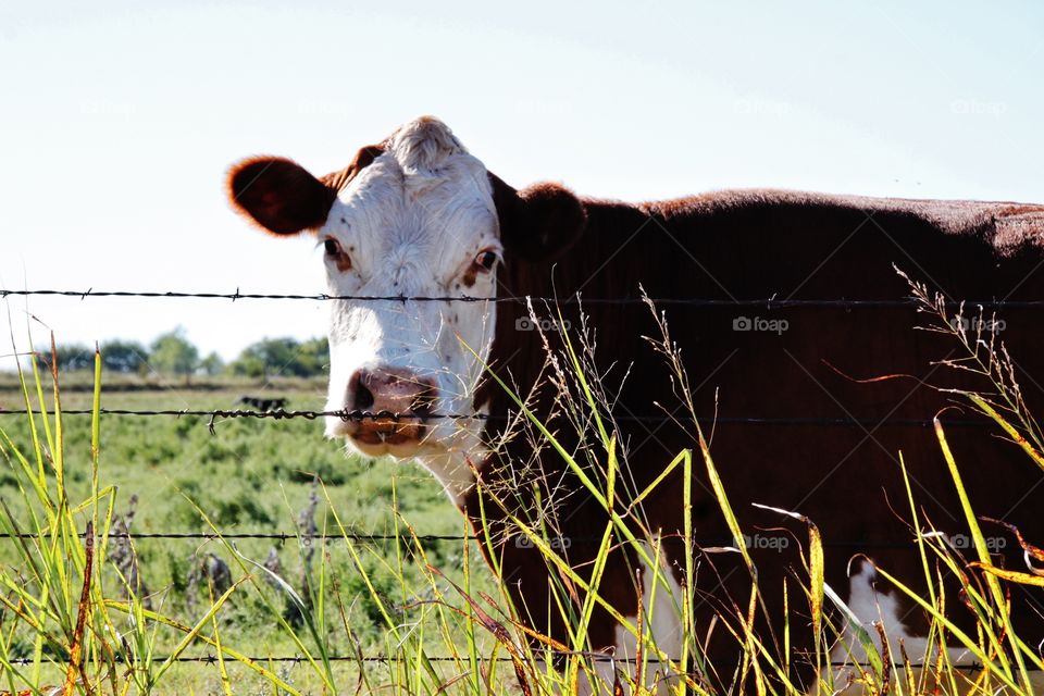 Close-up of cow behind barbaed wired fence