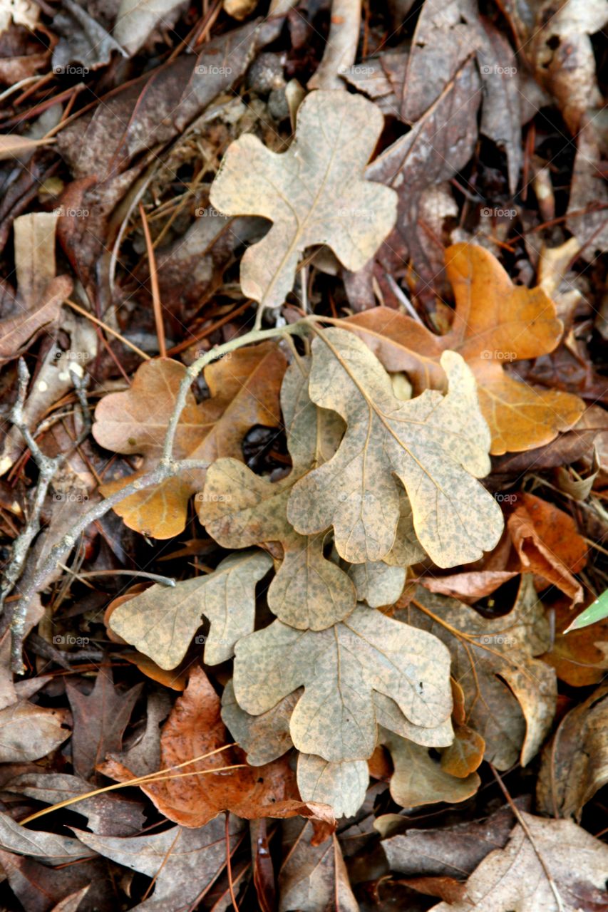 leaves on the ground.