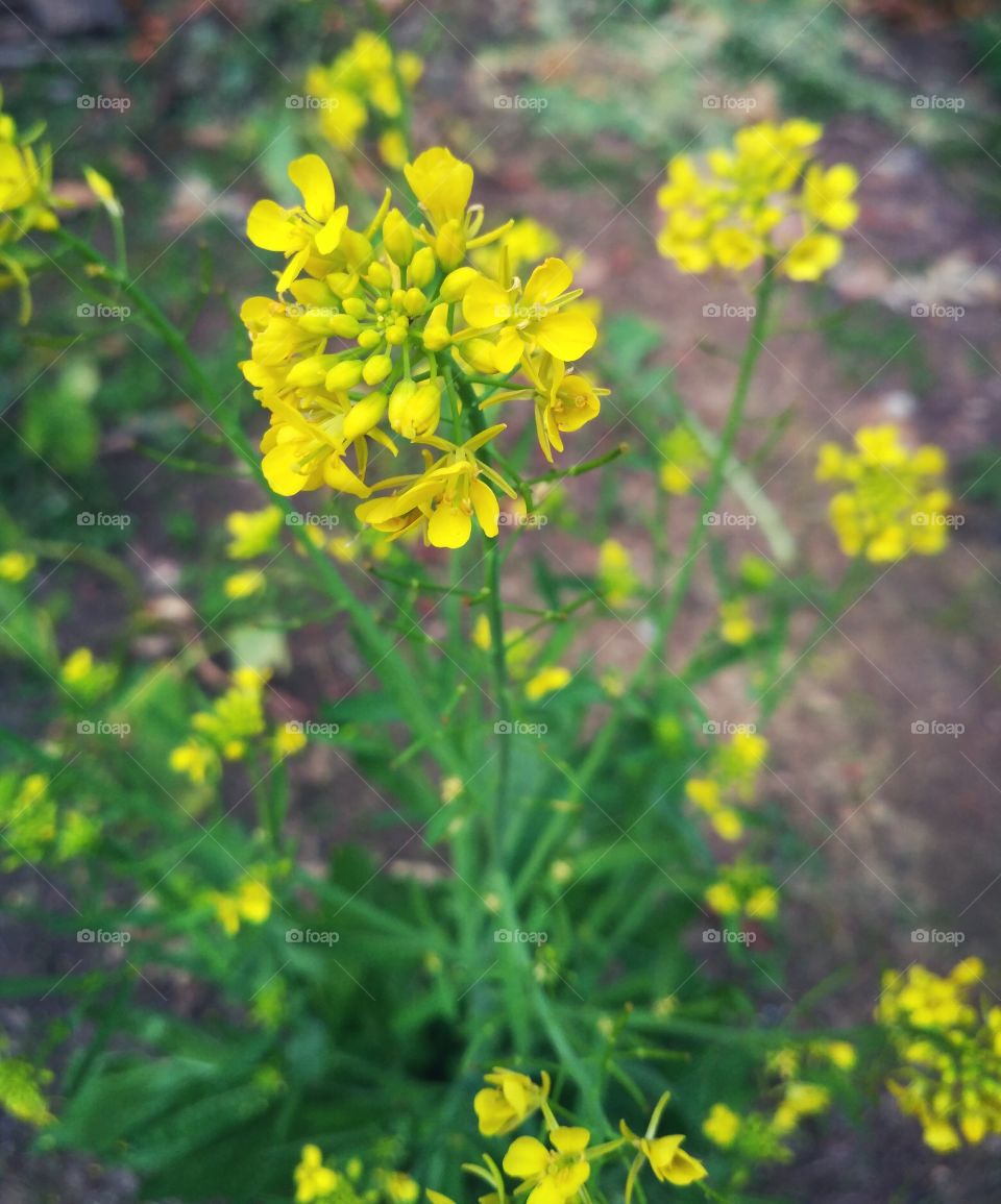 Beautiful mustard Flower