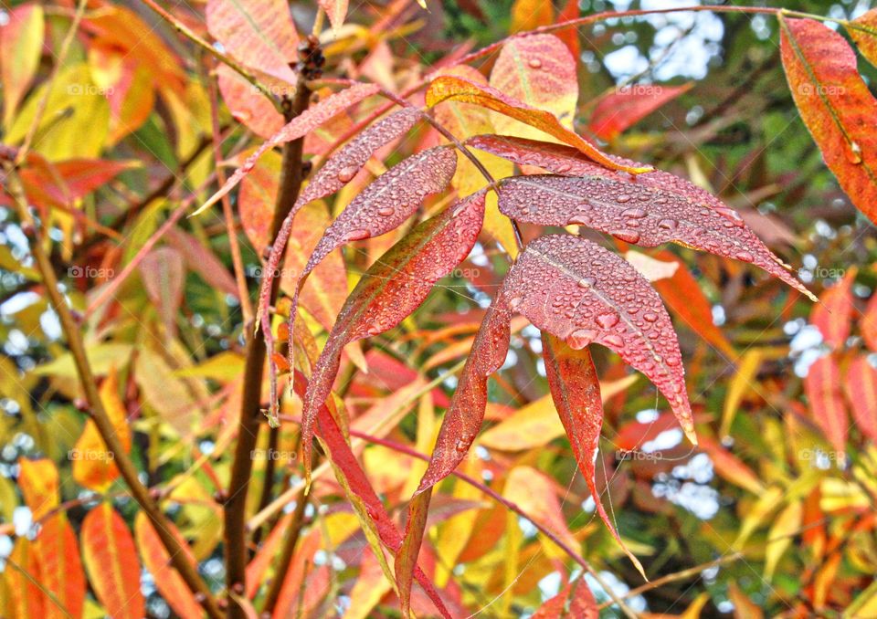 early morning dew drops on fall leaves