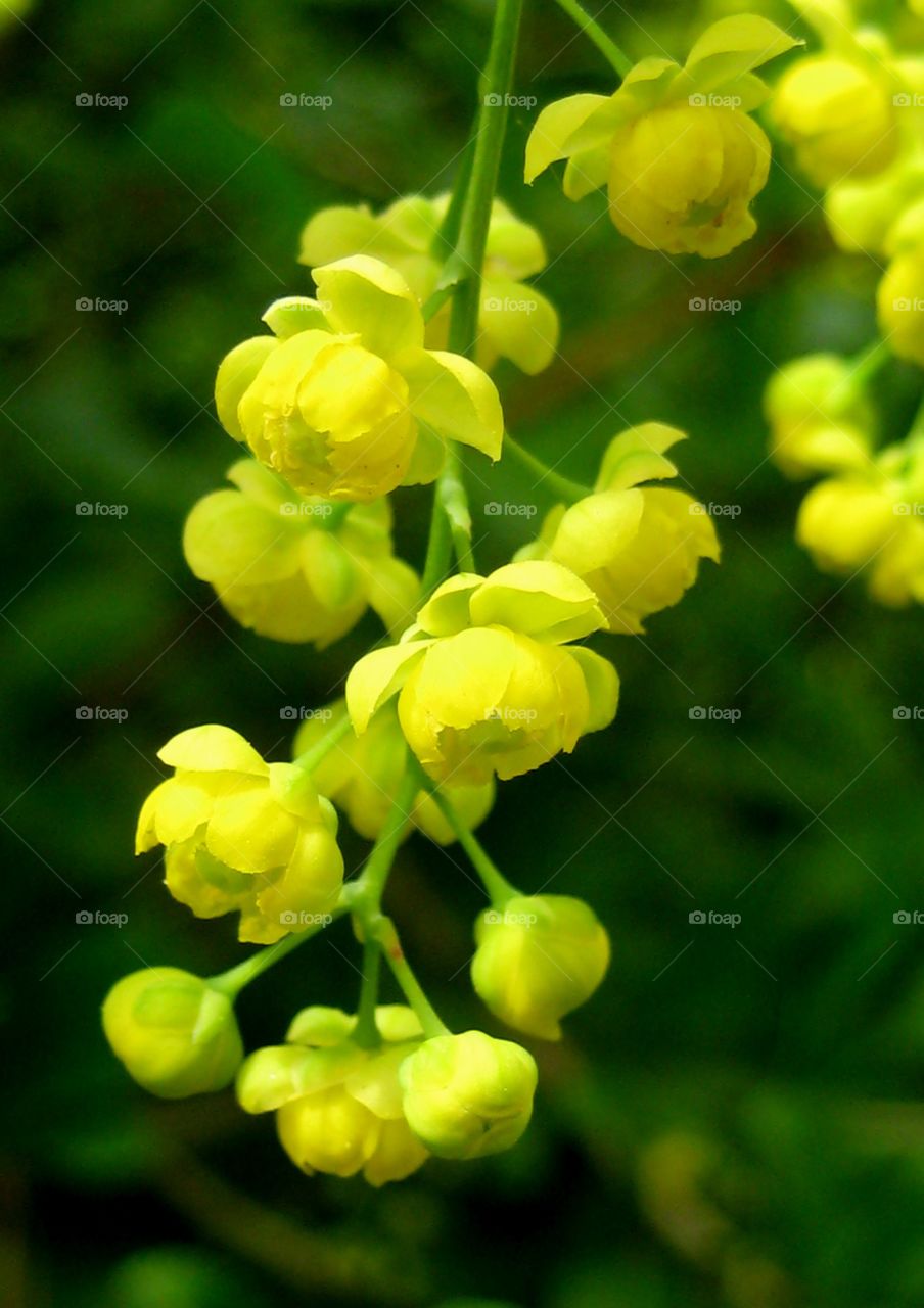 Spring flower. Yellow spring flower