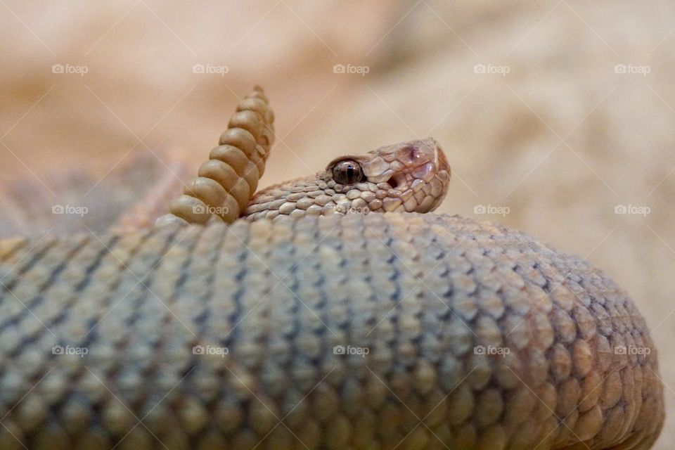 A rattlesnake spots the frog