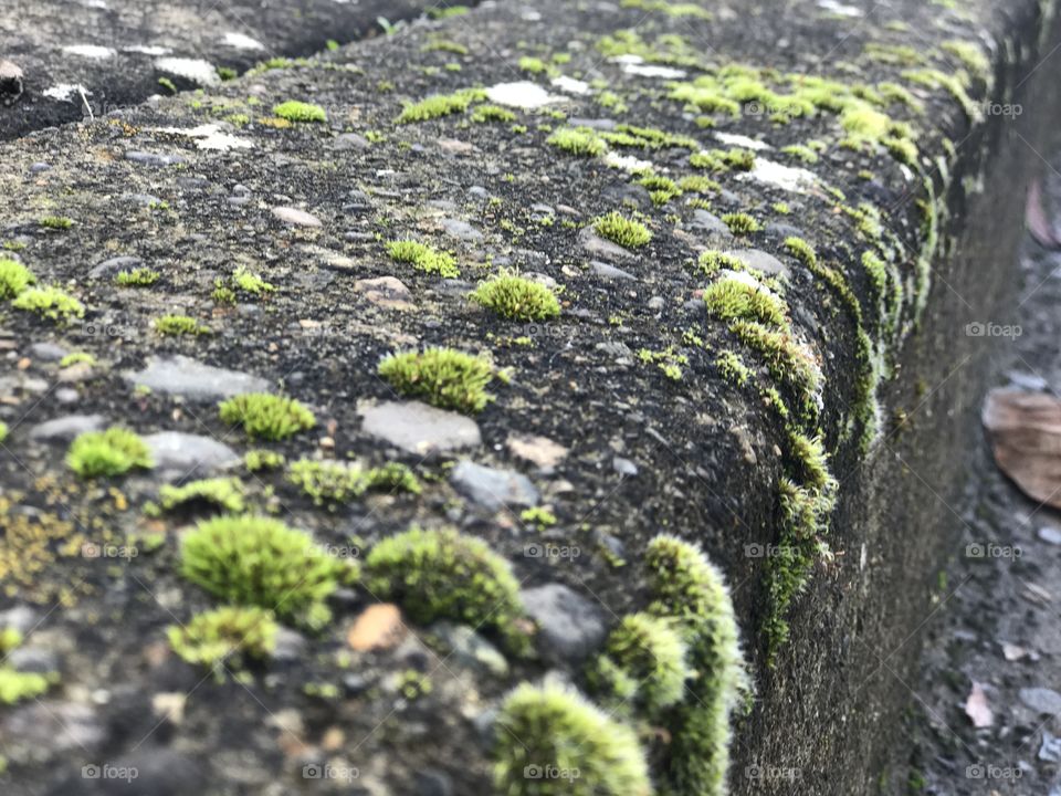 Mossy curb