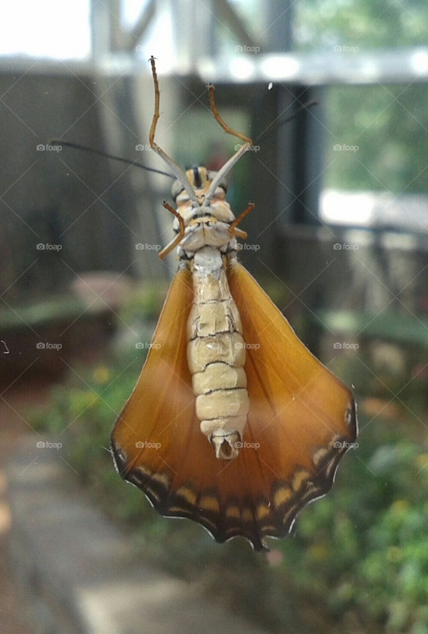 Invertebrate, Insect, Antenna, No Person, Wildlife