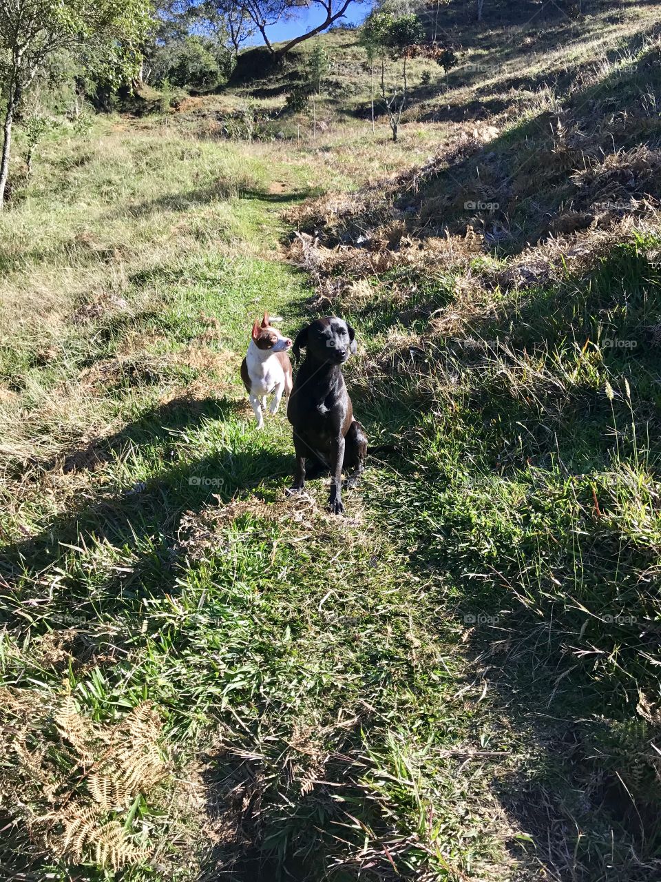 walking 
Happy dogs
