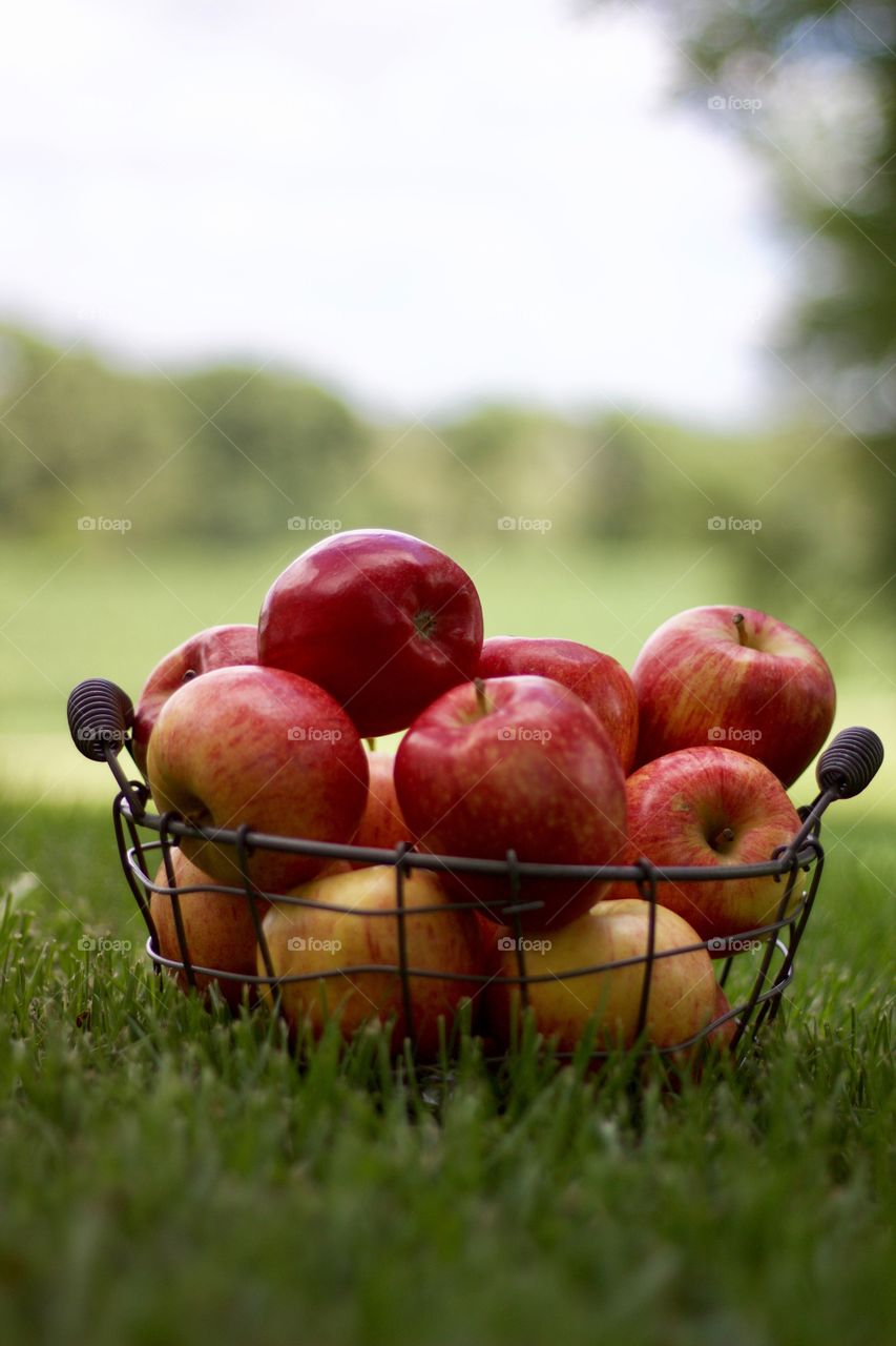 Fruits! - Apples in a wire basket on the grass against a background of blurred trees