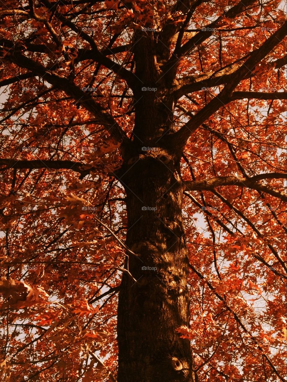 Fire tree 