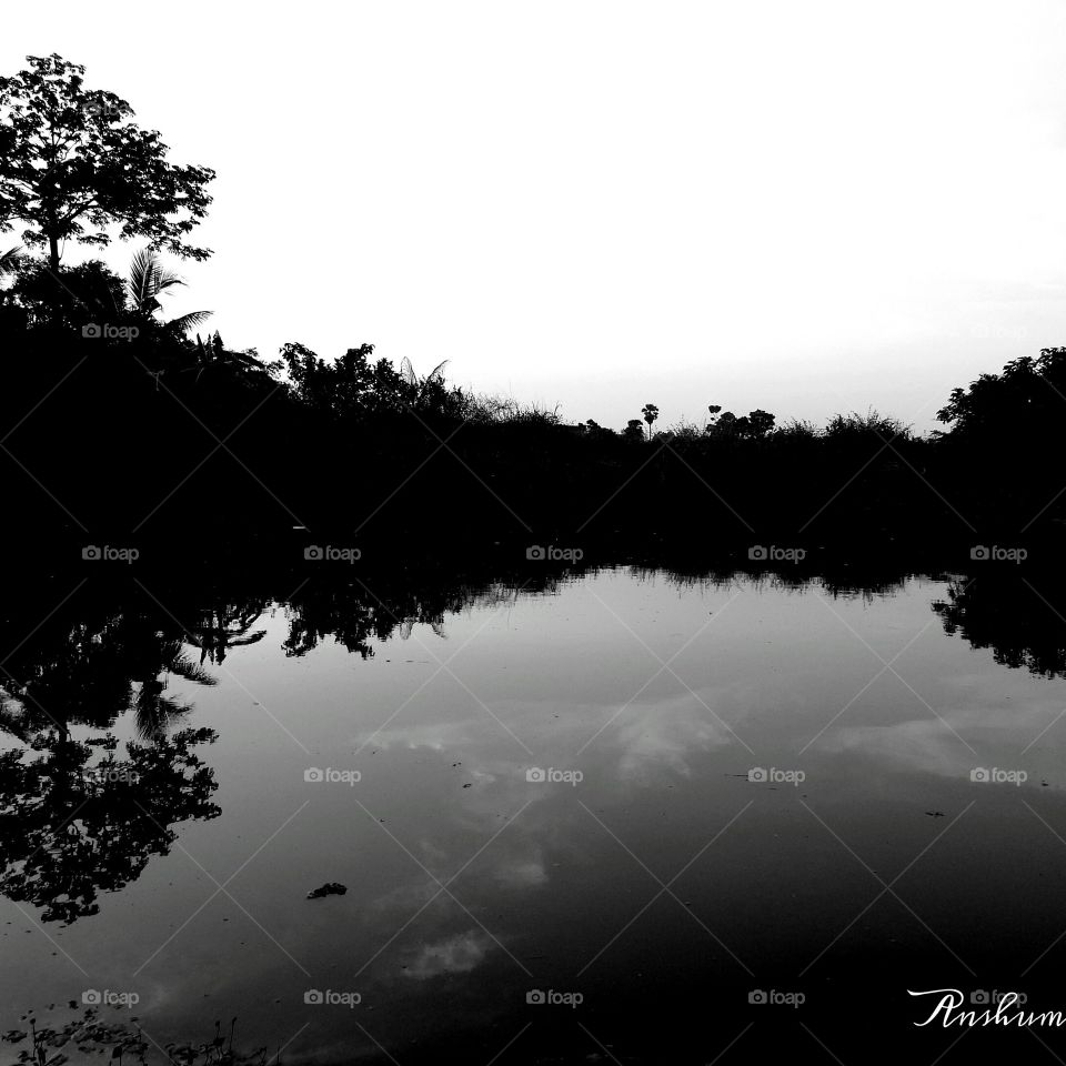 No Person, Dawn, Lake, Fog, Tree