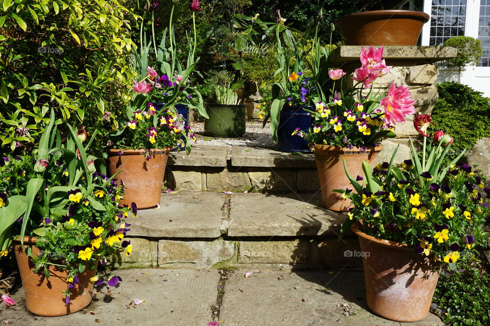 Garden Tubs full of Spring flowers and tulip bulbs adorn some garden steps 