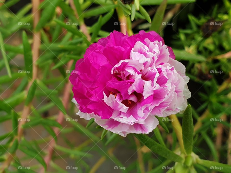 the beautiful flowers