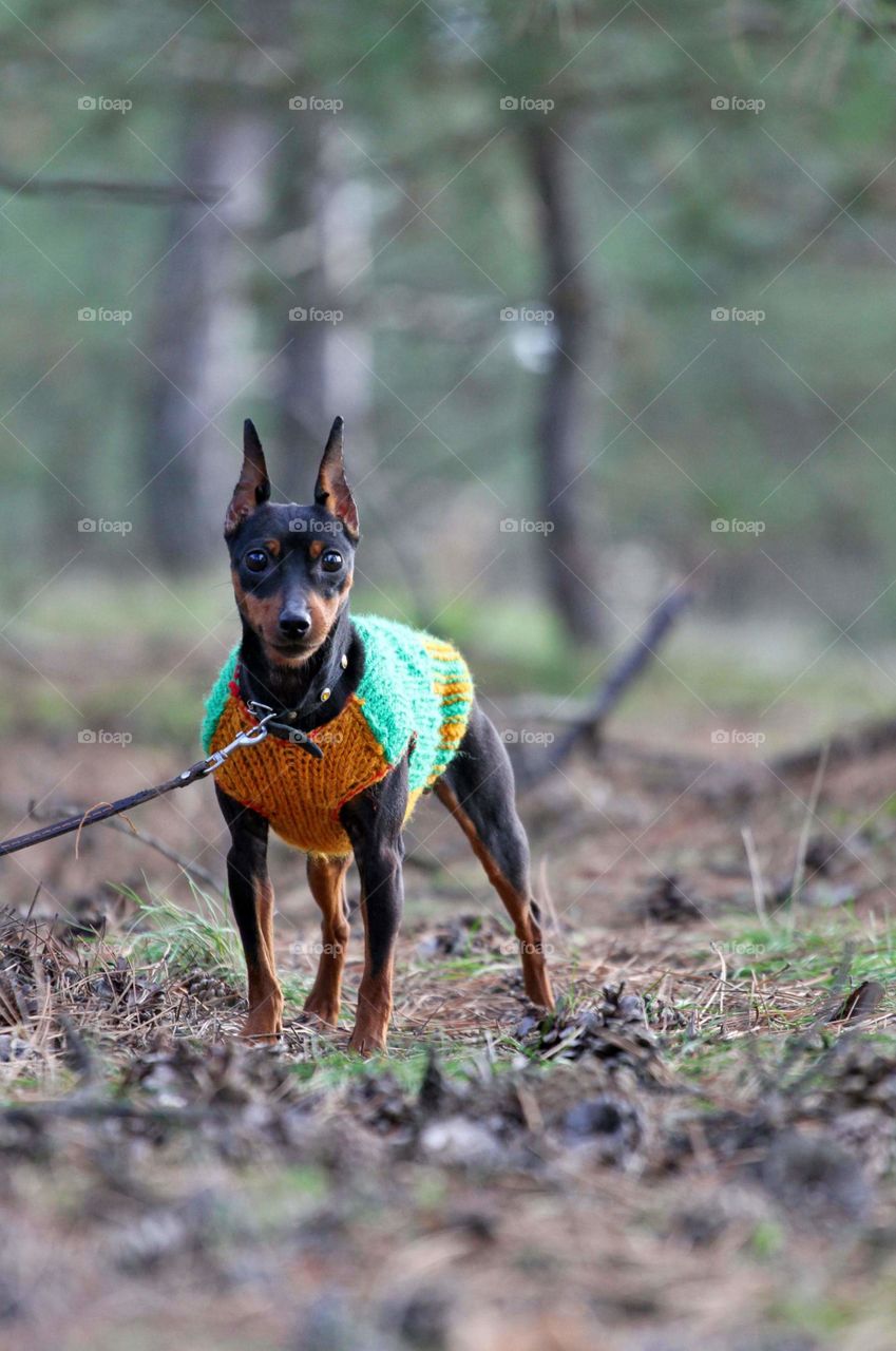 Miniature pinscher dog