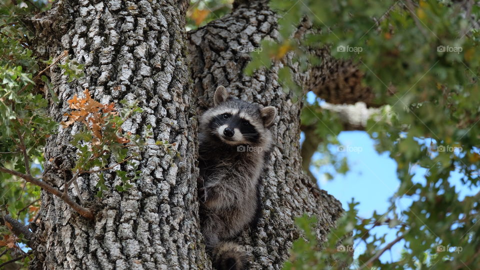 North American Raccoon in California, watching me from a vantage point atop a larger oak tree.