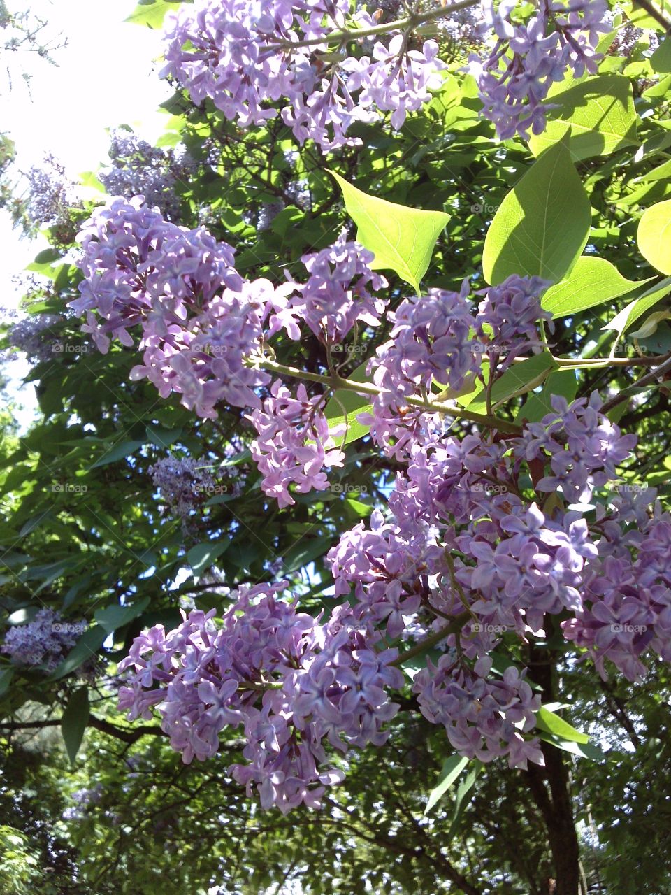 Black Lilac. spring story