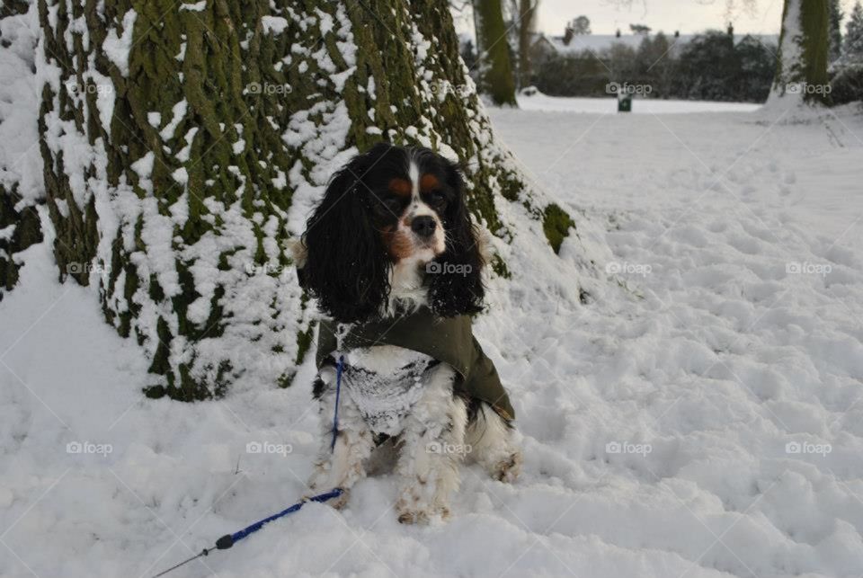 In a snowy park under his favourite tree, a distant squirrel has caught Walter the dogs eye. He's ready for action!