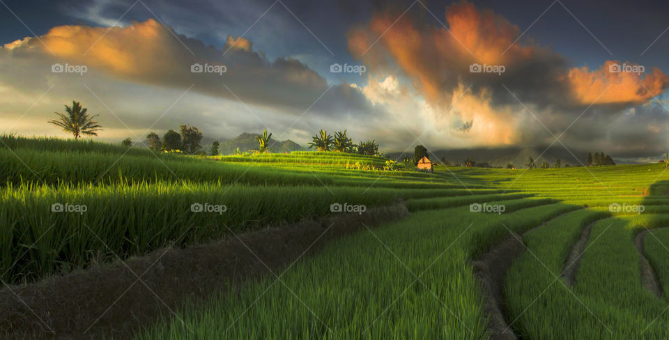 beauty sky at rice fields in village