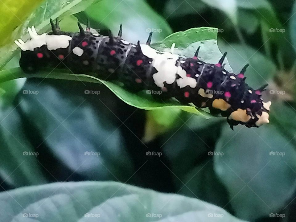 Chilasa clytia caterpillar