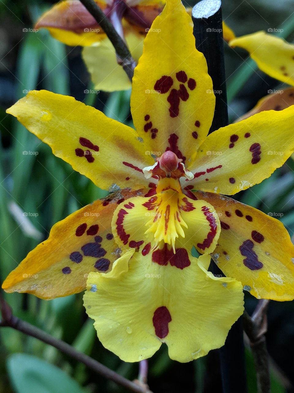 close-up of yellow tiger orchid