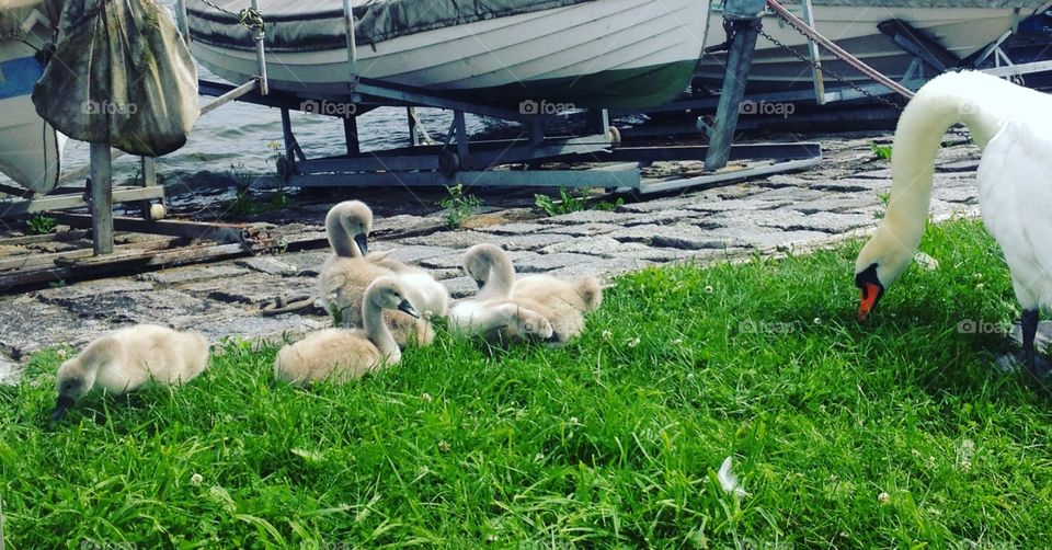 Swan with her children