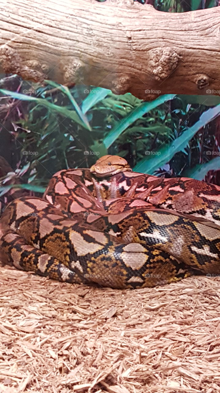 Boa Constrictor