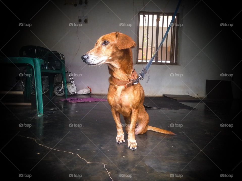 A dog that cannot move its hind legs due to the vehicle going up and down its body and can only move by dragging its hind legs.  Her master feeds her without abandoning her.